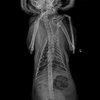 thumb: SIUI VET X-ray Röntgenaufnahme: Körper 