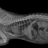 thumb: SIUI VET X-ray Röntgenaufnahme: Körper seitlich